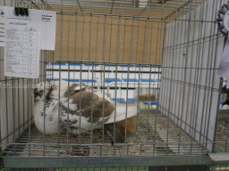 XIV Concurso Exposición de Palomas de Raza en Mula 2024